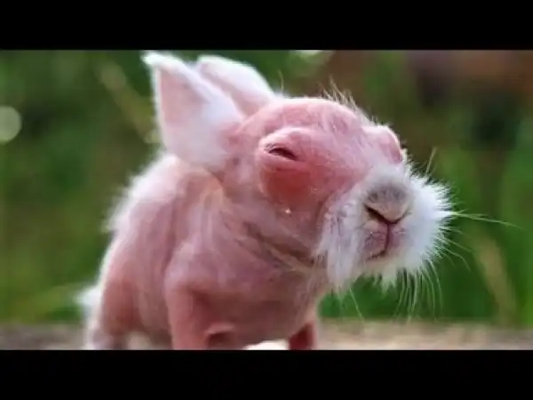 Video: 20 EPIC Hairless Creatures !